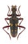 Beetle Rhagium fasciculatum
