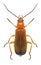 Beetle Rhagonycha fulva