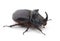 Beetle-rhinoceros