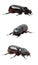 Beetle rhinoceros.