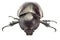 Beetle,Rhinoceros beetle, Rhino beetle, Hercules beetle, Unicorn