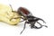 Beetle,Rhinoceros beetle, Rhino beetle, Hercules beetle, Unicorn beetle, Horn beetle (Dynastinae)