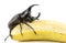 Beetle,Rhinoceros beetle, Rhino beetle, Hercules beetle, Unicorn beetle, Horn beetle (Dynastinae)