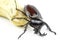 Beetle,Rhinoceros beetle, Rhino beetle, Hercules beetle, Unicorn beetle, Horn beetle (Dynastinae)