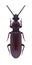 Beetle Rhysodes sulcatus