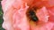 Beetle Rose chafer, or Cetonia aurata, who peacefully slept in a pink flower of the rose, was turned by human finger on his back -