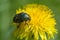 Beetle rose chafer collects nectar on dandelion flowers