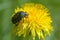 Beetle rose chafer collects nectar on dandelion flowers