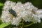 Beetle rose chafer collects nectar on rowan flower