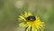 Beetle Rose Chafer or the Green Rose Chafer Cetonia aurata creeps on a dandelion flower