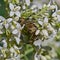Beetle Rose Chafer or the Green Rose Chafer Cetonia aurata eats on white flowers of Hungarian Lilac Syringa josikaea