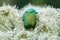 Beetle Rose Chafer or the Green Rose Chafer Cetonia aurata eats on White Umbelliferous Flower