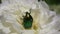 Beetle Rose Chafer or Green Rose Chafer /Cetonia aurata/ is among peony petals