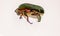 Beetle`s image. The golden cetonia Aurata Cetonia is a beetle belonging to the Scrabble family, subfamily Cetoniinae.