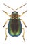 Beetle Sermylassa halensis