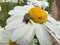 the beetle sits on a daisy. pest on garden flowers. insect feeds on pollen.