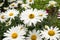 Beetle sits on White daisies in the field