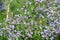 A beetle sitting on a branch of small blue flowers