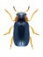 Beetle Smaragdina affinis