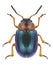 Beetle Smaragdina salicina