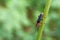 Beetle soldier beetle on a grass.