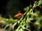 Beetle soldier climbs the stem of the plant