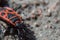 Beetle soldier or firebug in macro with blurred background. Eyes, head in focus and body in red and black colors with dots. Photo