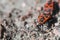 Beetle soldier or firebug in macro with blurred background. Eyes, head in focus and body in red and black colors with dots. Photo