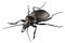 Beetle species carabus coriaceus