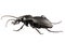 Beetle species carabus coriaceus