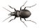 Beetle species carabus coriaceus