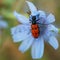 Beetle species of checkered beetles Trichodes quadriguttatus sitting on blue flower