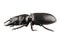 Beetle species Lucanus cervus