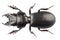 Beetle species Lucanus cervus