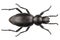 Beetle species Tentyria peiroleri