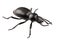Beetle species Tentyria peiroleri