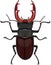 Beetle stag, Lucanus cervus