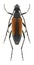 Beetle Stenurella melanura