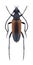 Beetle Stenurella melanura