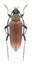 Beetle Stictoleptura rubra