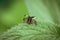 Beetle takes off close-up. The beetle with open wings is ready to fly. Chrysolina fastuosa on a green background on a leaf, macro