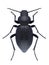 Beetle Tentyria nomas
