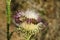 Beetle on thistle flower in the garden, closeup