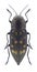 Beetle Trachypteris picta decostigma