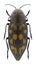 Beetle Trachypteris picta picta