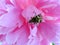 Beetle Trichius fasciatus in pink peony flower