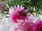 Beetle Trichodes alvearius on chrysanthemum flowers