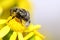 Beetle Tropinota hirta on yellow flower