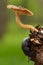 Beetle Trypocopris vernalis