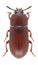 Beetle Uloma culinaris female